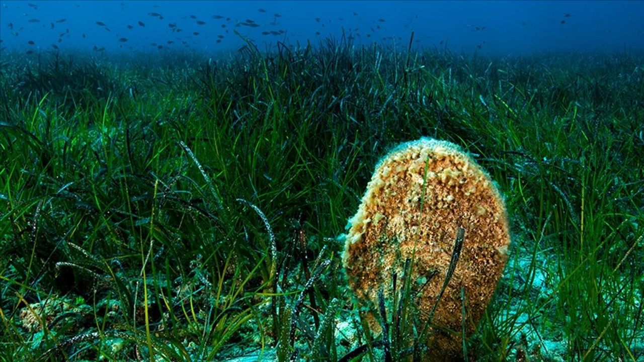 Marmara'nın oksijen deposu deniz çayırları koruma altına alınıyor