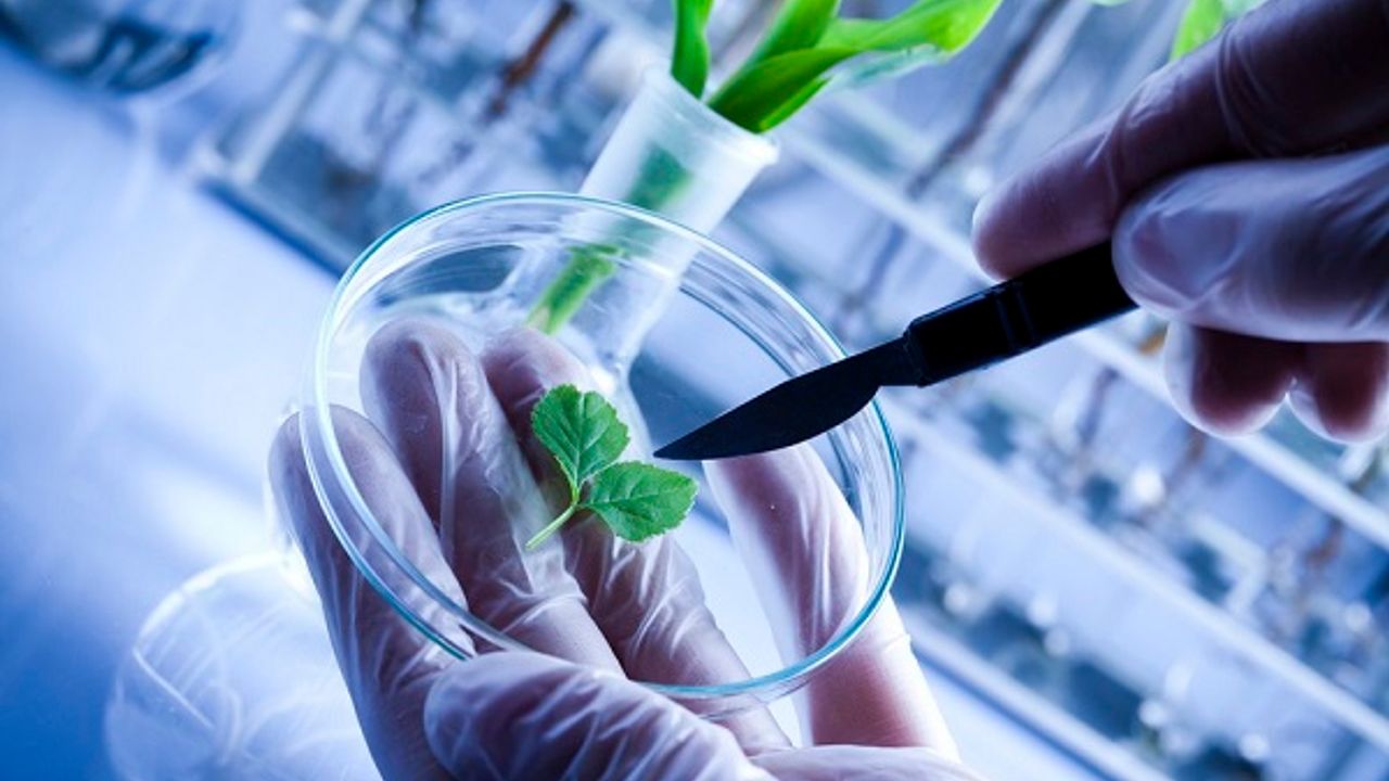 Biyoteknoloji ve Genetik Mühendislik nedir?