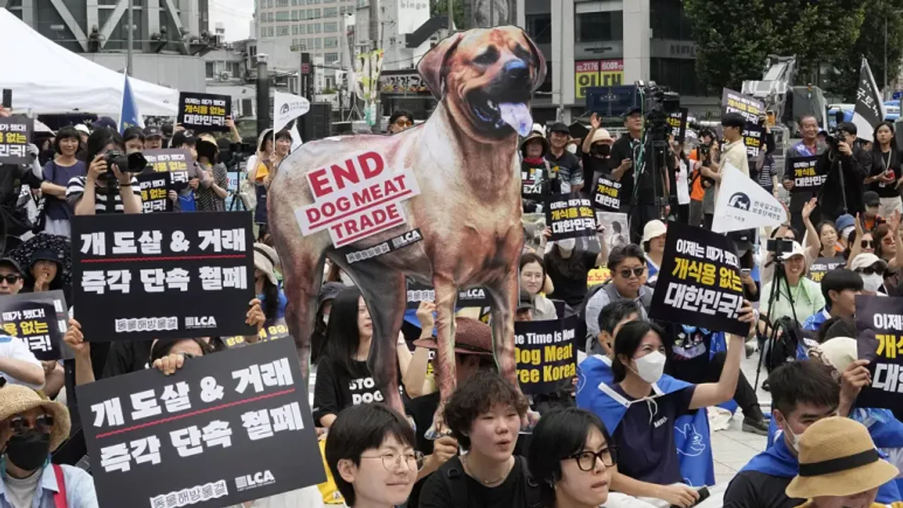 Güney Kore köpek eti yemeyi yasaklamaya hazırlanıyor