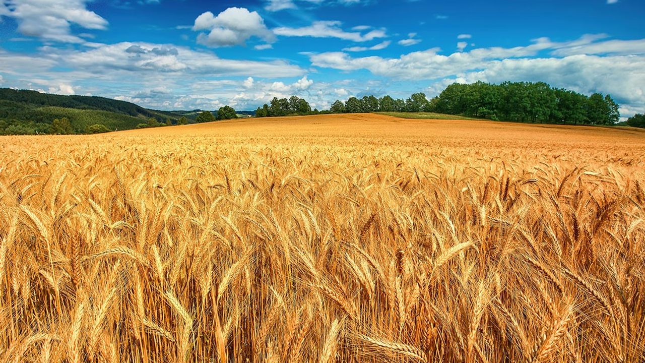 Buğday Fiyatları Rehberi | Beyaz ve Kırmızı Sert Buğday Fiyatları