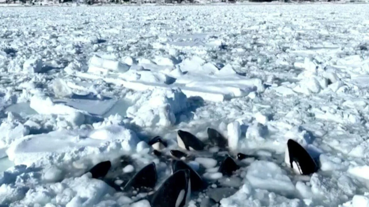 Japonya buzda sıkışan 10 katil balina için alarma geçti!