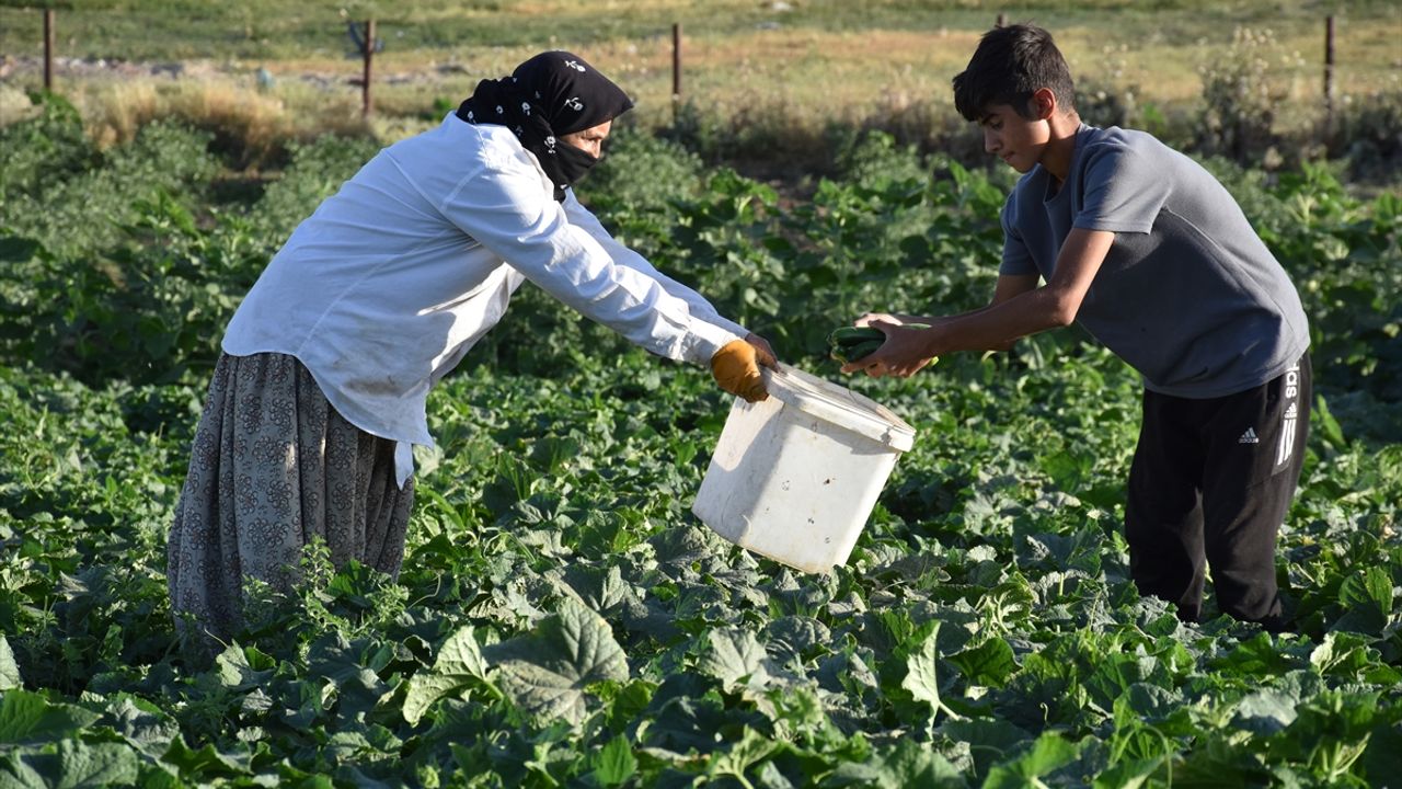 Şırnaklı genç, devlet desteğiyle atıl arazide 6 çeşit sebze ve meyve yetiştiriyor