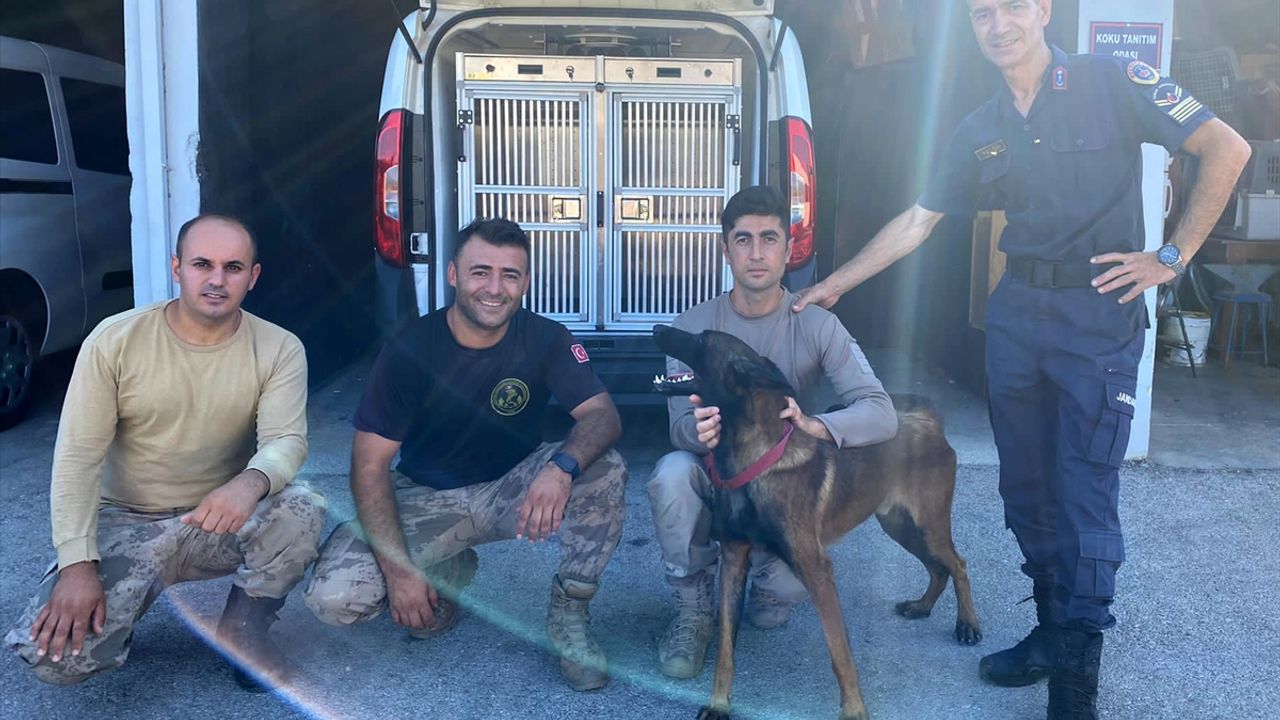 Antalya'da sokaktan kurtarılan köpek jandarmayla operasyonlara katılacak