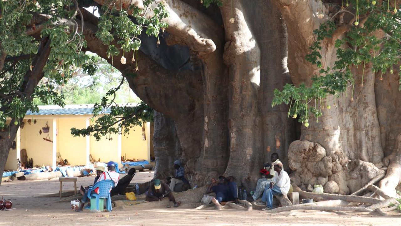 Kenya'da baobab ağaçlarının sökülmesi ve satılmasının yasaklandığı belirtildi