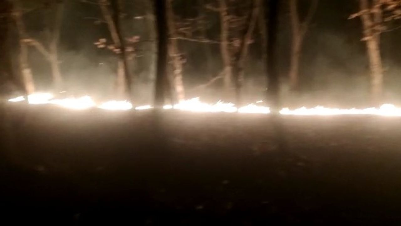 Tekirdağ’da orman yangını