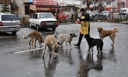 Valilikten sokak köpekleri için talimat