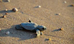 Vicdansızlar! Caretta caretta yuvası üzerinde mangal yaktılar