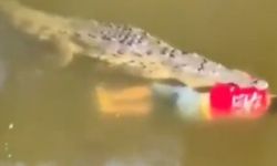 Şoke eden ölüm: Serinlemek için nehre giren futbolcuyu timsah yedi