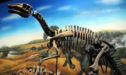 Avrupa'daki en büyük dinozor iskeletlerinden biri bulundu