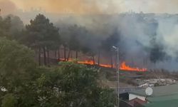 İstanbul'un Ümraniye ilçesinde orman yangını
