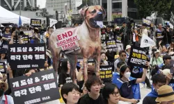 Güney Kore köpek eti yemeyi yasaklamaya hazırlanıyor