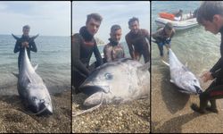 Mersin'de 150 kilogramlık orkinos avı