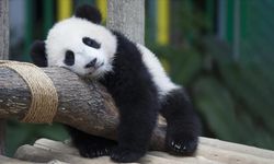 Çin ABD'ye "dostluk elçisi" pandalar yollayacak