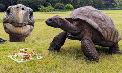 1832'den beri yaşıyor: Kaplumbağa Jonathan 191 yaşında!