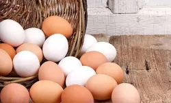Rusya'nın Türkiye'den yumurta ithalatı sürüyor