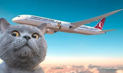 THY uçağında kedi krizi! Uçak geri döndü