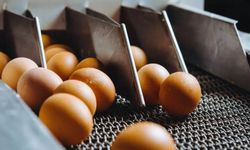 Yumurtada fiyat istikrarı için planlı üretim talebi