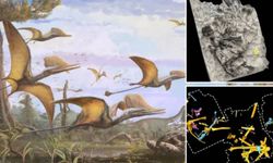 166 milyon yıl öncesine ait yeni bir dinozor türü keşfedildi