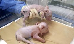 Japonya'da insan organ nakli için ilk domuzlar yetiştirildi