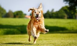 Köpeğinizin Yaşam Süresi Burun Uzunluğuyla İlişkili Olabilir