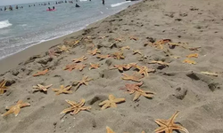Ölü deniz yıldızları kıyıya vurdu: Endişe yarattı!