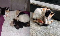 sokak Kedisi İnegöl Devlet Hastanesi’nde doğum yaptı