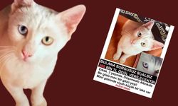 Antalya'da kayıp kedi ilanı: Ödül 200 bin TL