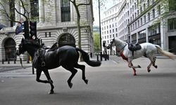 Atlar Londra sokaklarını karıştırdı