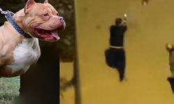 Şiddetli pitbull saldırısı: Sahipleri yaralandı
