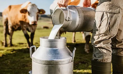 Toplanan inek sütü miktarında artış