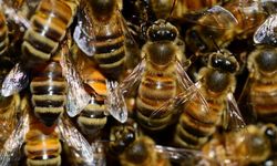 3 yaşındaki çocuğun odasından 60 binden fazla arı çıktı