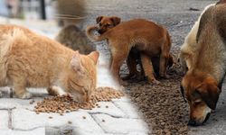 Edremit Belediyesi sokak hayvanlarına 5 ton mama dağıttı