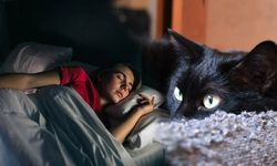 Rüyada kedi görmek ne anlama gelir?