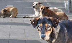 Dört bakanlık ortak çalışmasını tamamladı, köpeklerin toplanma süreci başlıyor