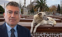 AK Partili Abdullah Güler: Sokak köpekleri için ötenazi olmak zorunda