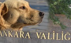Ankara Valiliği'nden açıklama: Hastalık taşıyan köpekler kente mi getirildi?