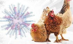 Dünya çapında ilk vaka: DSÖ, kuş gribi A(H5N2) nedeniyle insan ölümünü doğruladı