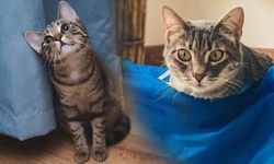 Uymayanlara para cezası: İngiltere'de kedilere mikroçip takılması zorunluluğu getirildi