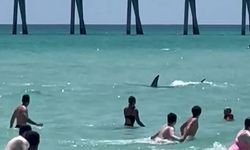 Plajda köpek balığı saldırısı; 3 kişi yaralandı