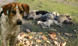 Yozgat'ta 20'den fazla sokak köpeği iğneyle zehirlenip öldürüldü