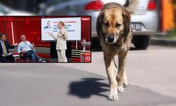 Murat Gezici "sokak köpekleri öldürülebilir, hadis var" dedi, stüdyoda gergin anlar yaşandı