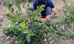 Erzincan’da 3 yıl önce dikilen aronyaların hasadı başladı!