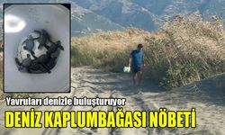 Erol öğretmen deniz kaplumbağalarının ölüme yürümemesi için nöbet tutuyor