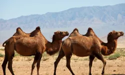 Yok Artık Deve! Suudi Arabistan’da develere estetik ve botoks yapıldı!