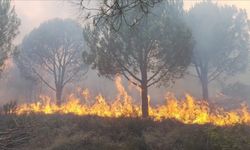 Yalova'da orman yangını