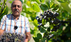 Bir kepçe dondurma hayatını değiştirdi: Erzincan’da aronya bahçesi kurdu