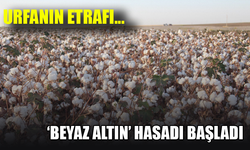 Urfa’nın etrafı… ‘Beyaz altın’ hasadı başladı