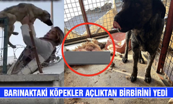 Barınaktaki köpekler açlıktan birbirini yedi