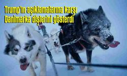 Grönland savunması için kızak köpekleri konuşlandırıldı!