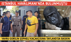 İstanbul Havalimanı’nda bulunmuştu! Yavru gorilin şüpheli kaçakçısına Tayland’da baskın